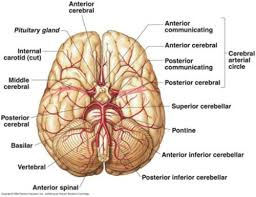 پاورپوینت Brain Anatomy