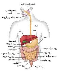 پاورپوینت بیماری های دستگاه گوارش