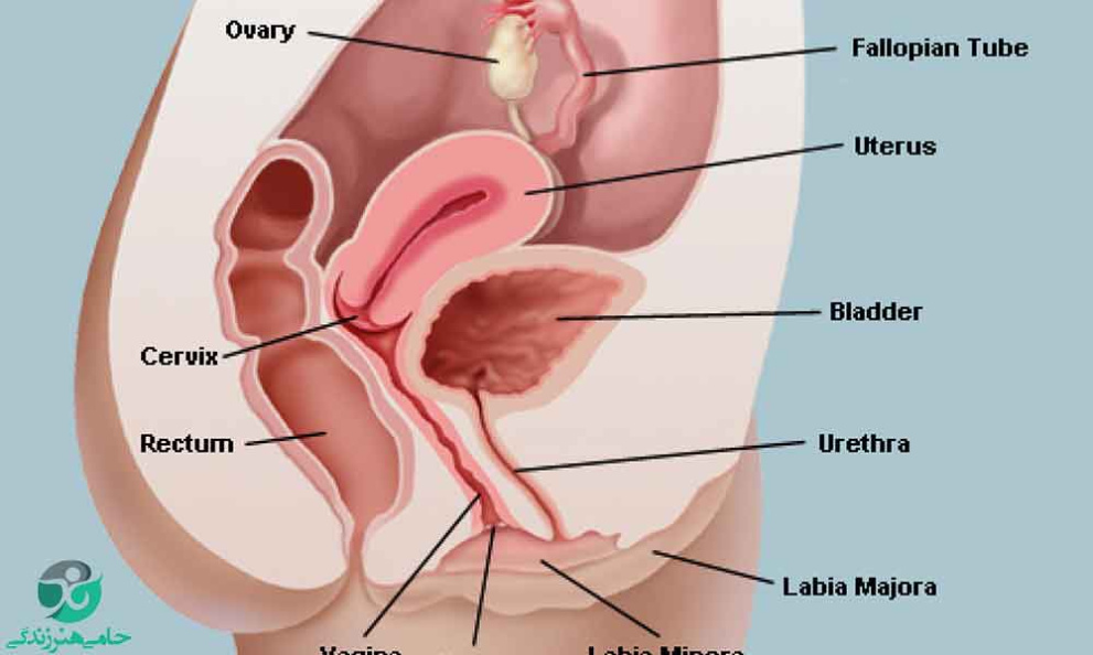 پاورپوینت مروری بر اندام تناسلی بانوان