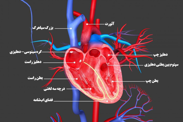 پاورپوینت آناتومی و فیزیولوژی قلب و عروق