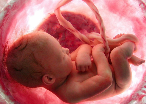 پاورپوینت جنین شناسی و آنچه درباره اش نمی دانیم