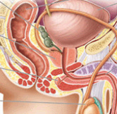 پاورپوینت فیزیولوژی و آناتومی ناحیه تناسلی زنان