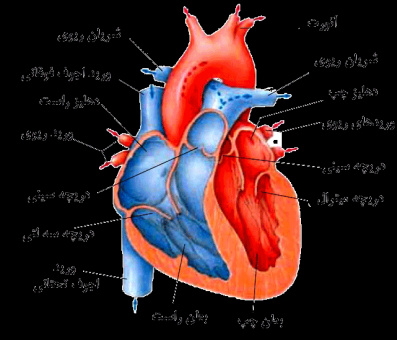پاورپوینت آناتومی و فیزیولوژی قلب و عروق