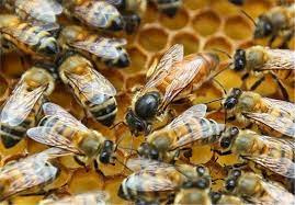 پاورپوینت توليد ملكه زنبور عسل اصلاح شده