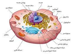 پاورپوینت سلول و اندامكهاي داخل سلول
