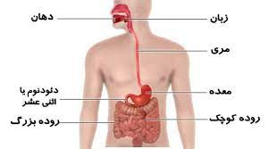 پاورپوینت دستگاه گوارش انسان