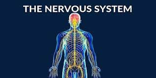 پاورپوینت دستگاه عصبی Nervous System