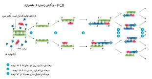 پاورپوینت واکنش زنجیره ای پلی مراز