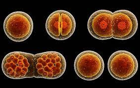 پاورپوینت تقسیم سلولی یا Cell Division