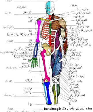 پاورپوینت آناتومی انسان