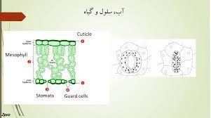 پاورپوینت آب و سلول و گیاه