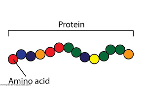 پاورپوینت آمینواسید و پروتئین ها