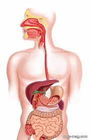 پاورپوینت آناتومی و فیزیولوژی دستگاه گوارش