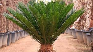 پاورپوینت  پرورش گیاه سیکاس Cycas