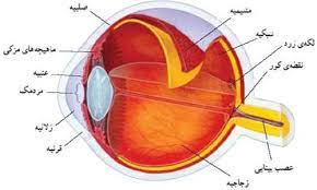 پاورپوینت ساختمان چشم انسان