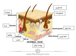 پاورپوینت آناتومی و فیزیولوژی پوست