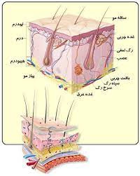 پاورپوینت ساختمان پوست