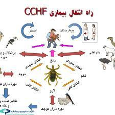 پاورپوینت تب خونریزی دهنده کریمه کنگو (CCHF)