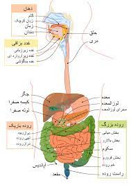 پاورپوینت جزوه آناتومی و فیزیولوژی دستگاه گوارش