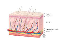 پاورپوینت پوست skin