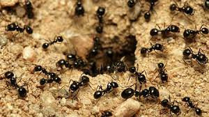 پاورپوینت زندگی مورچه ها