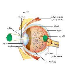 پاورپوینت ساختمان چشم انسان