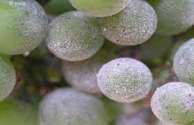 پاورپوینت بیماری سفیدک سطحی مو powdery mildew