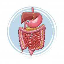پاورپوینت آناتومی و فیزیولوژی دستگاه گوارش Gasterointestinal system(GI) Alimentary canal