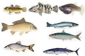 پاورپوینت ماهی شناسی عمومی(Ichthyology)