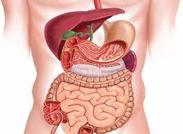 پاورپوینت آناتومی و فیزیولوژی دستگاه گوارش