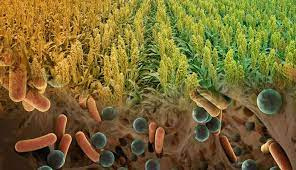 پاورپوینت باکتریهای ریزسفری افزاینده رشد گیاه plant Growth promoting Rhizobacteria ( PGPR )