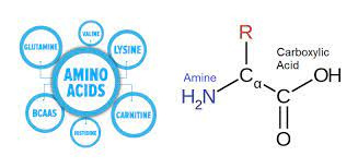 پاورپوینت پروتئین و اسید های آمینه