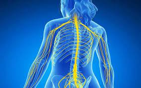 پاورپوینت central & peripheral nervous system سیستم عصبی مرکزی و محیطی