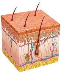 پاورپوینت ساختمان پوست