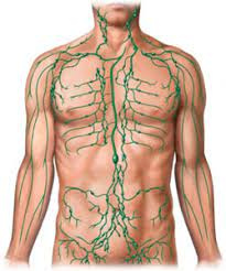 پاورپوینت انواع بافت های لنفاوی Types of lymphoid tissues