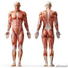پاورپوینت عضلات بدن انسان