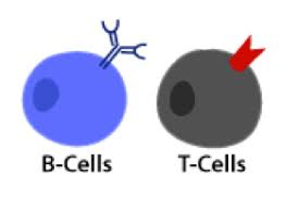 پاورپوینت فعال سازی سلول های B و T برای تولید Ab در برابر آنتی ژن ها