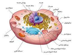 پاورپوینت سلول و اندامك هاي داخل سلول