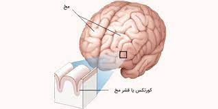 پاورپوینت كورتكس مغز Cerebral cortex