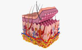 پاورپوینت آناتومی پوست Skin Anatomy