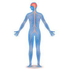 پاورپوینت سیستم عصبی Nervous System