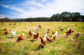 پاورپوینت مرغ ارگانیک Organic poultry