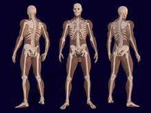 پاورپوینت استخوان بندي بدن انسان skeleton