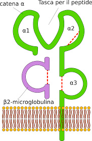 پاورپوینت (Major Histocompatibility complex (MHC
