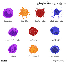 پاورپوینت سلول های سیستم ایمنی