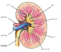 تحقیق فیزیولوژی کلیه