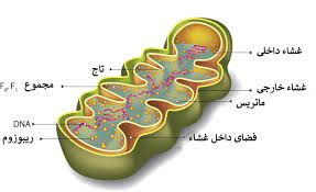 تحقیق ساختارهاي درون سلولي شبه ميتوكندري