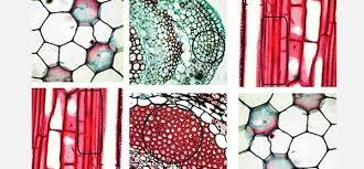 تحقیق بافت شناسی در گیاهان