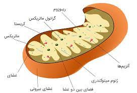 تحقیق بيولوژي (ميتوكندري)