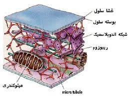 تحقیق دیواره سلول گیاهی